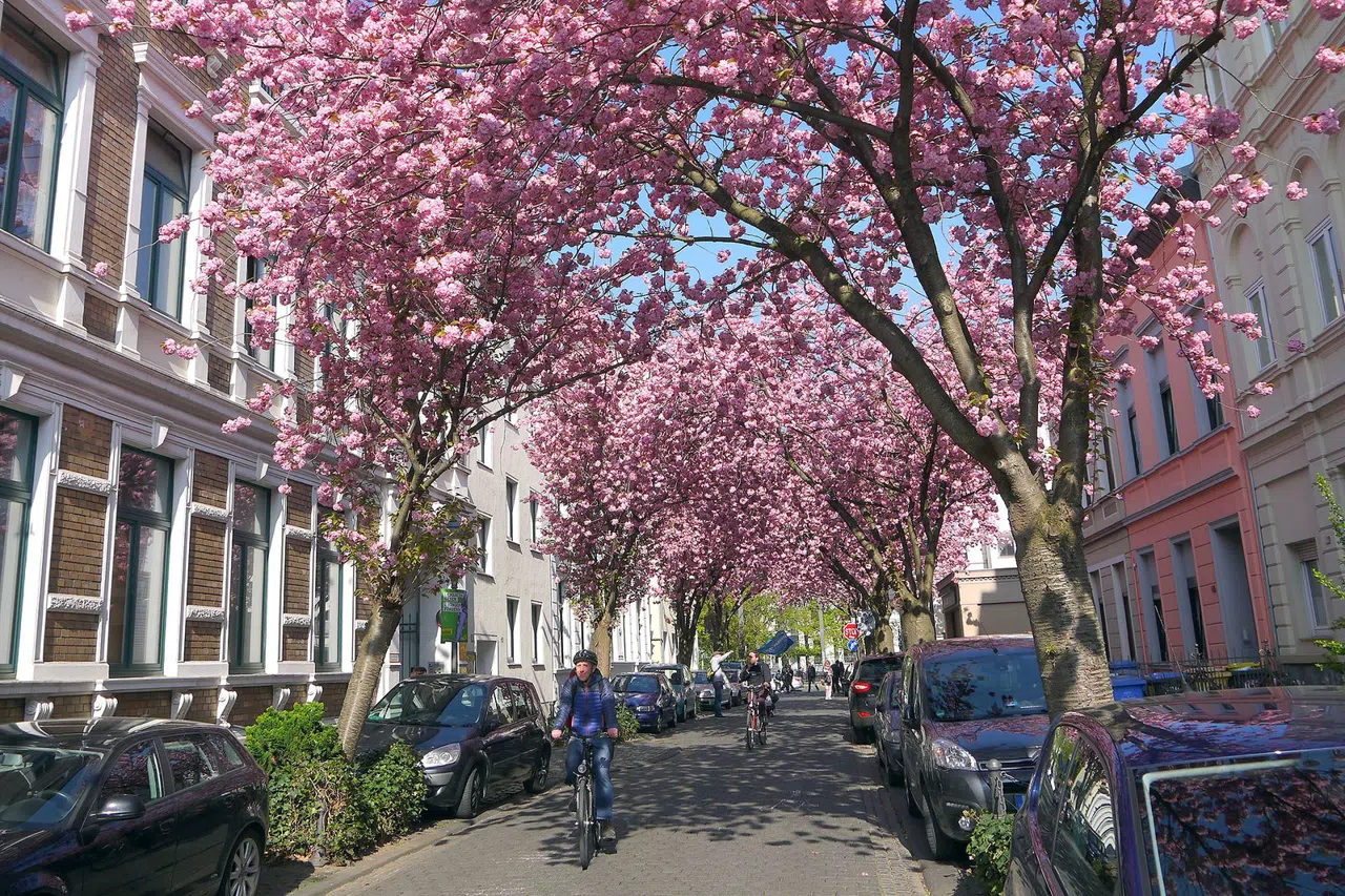 Ciclismo lungo le rive del Reno a Bonn, da traghetto a traghetto