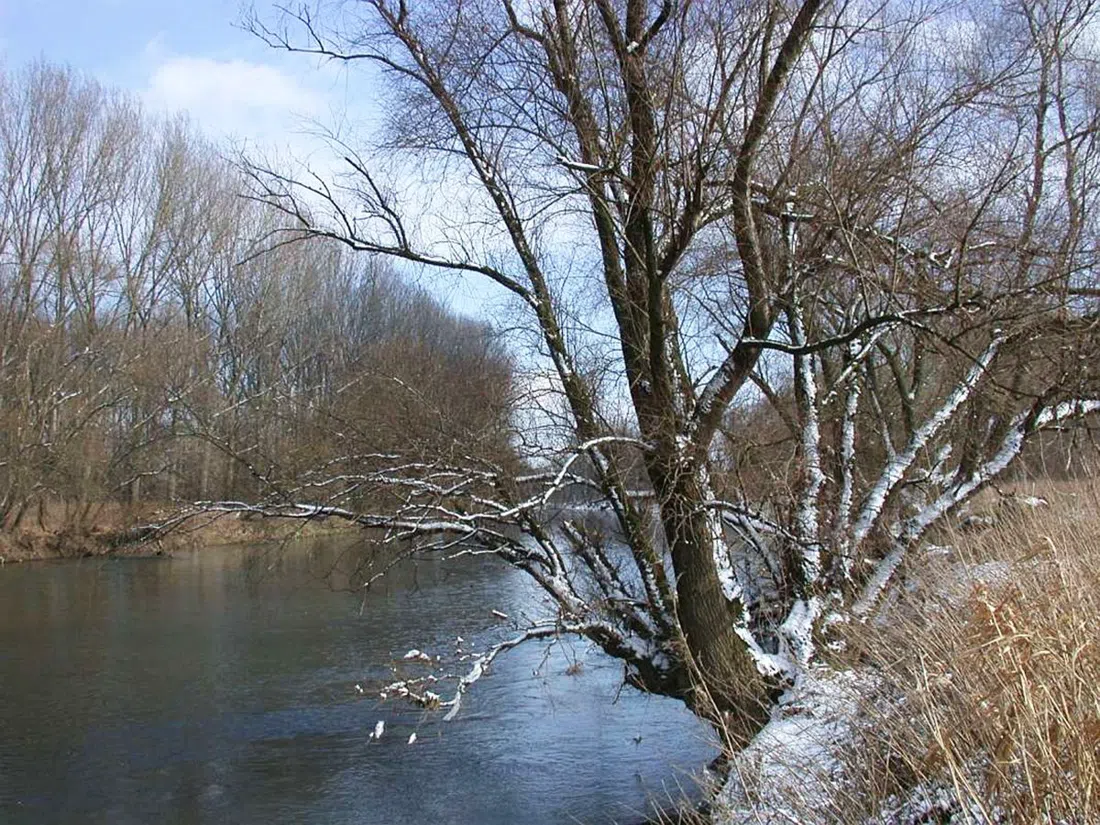 Naturschutzgebiet Siegmündung, Bonn